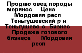 Продаю овец породы меринос  › Цена ­ 150 - Мордовия респ., Теньгушевский р-н, Теньгушево с. Бизнес » Продажа готового бизнеса   . Мордовия респ.